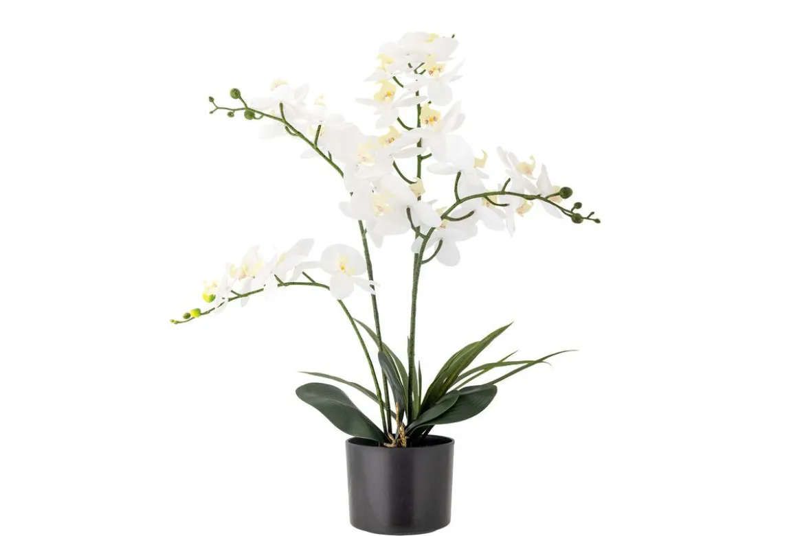 Kunstpflanze White Nola - 84 cm