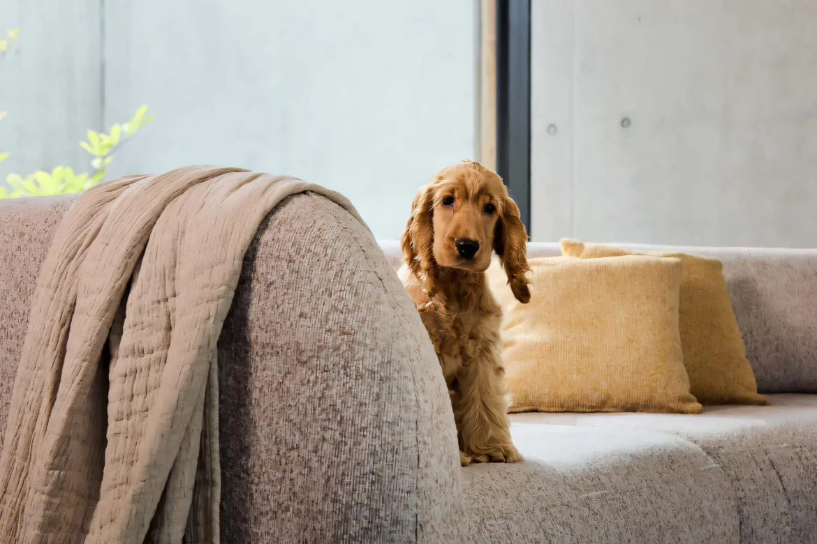 Modulares Sofa Gio zum selber konfigurieren