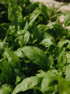 Poster Basil aus hochwertigem Papier