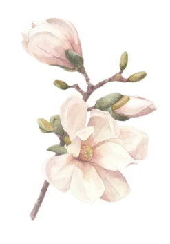 Poster Kirschblüte aus hochwertigem Papier