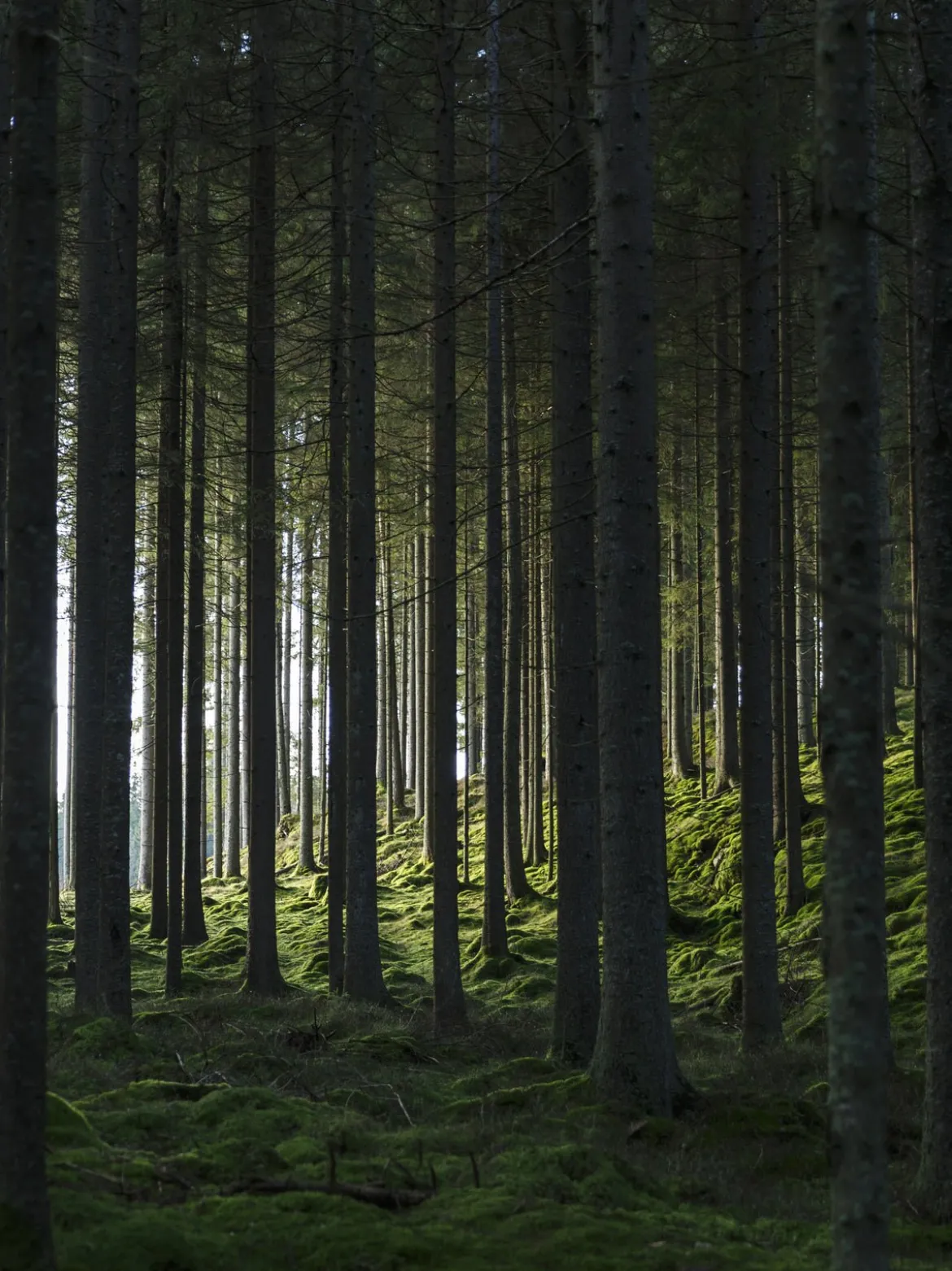 Poster Schwarzwald aus hochwertigem Papier